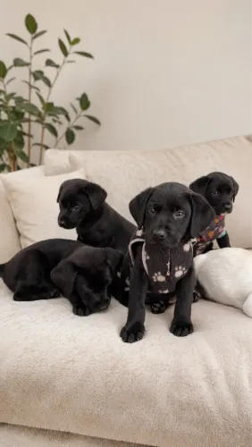 Filhotes mesticos de labrador para doação