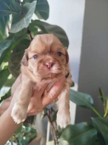 Lindos filhotes de shi tzu
