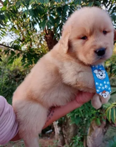 Golden Retriever macho