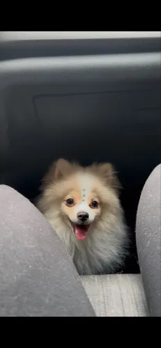 SPITZ ALEMÃO (LULU DA POMERÂNIA) 