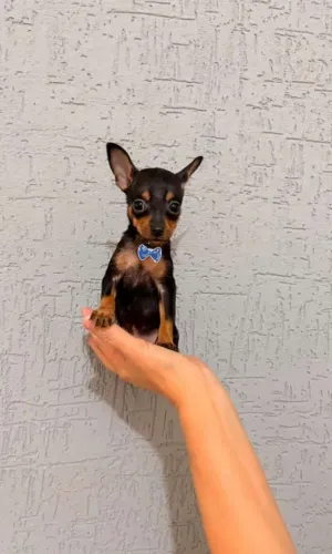 Meninos Pinscher 0 *