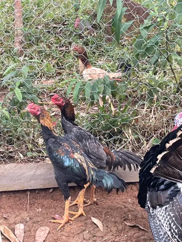 Vendo frango índio