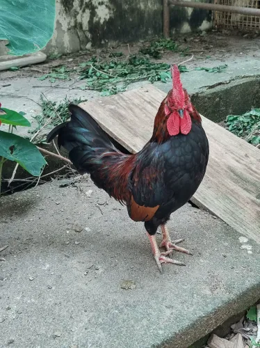 Vendo Galizé