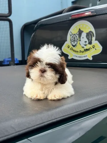 Shihtzu filhote