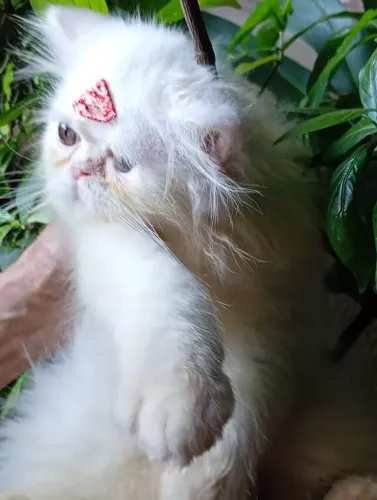 Gata persa fêmea com 65 dias branca pais rasa pura