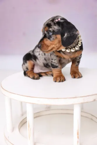 Filhote Dachshund a pronta entrega