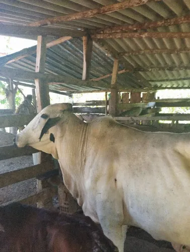 Vaca Girolando Leiteira