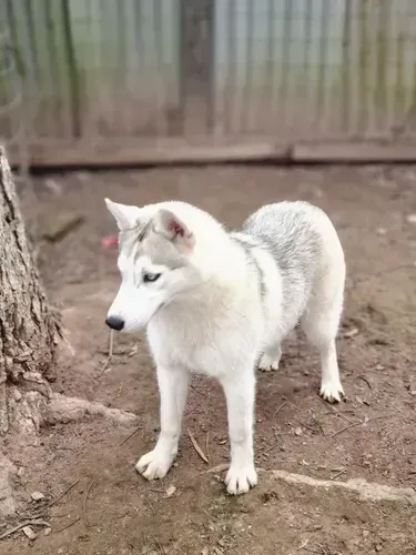 Doa-se Husky Siberiano