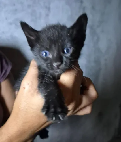 Gatinha fêmea, adoção urgente