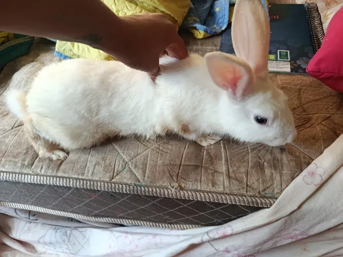 COELHO
