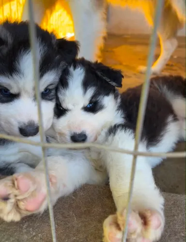 Filhotes de Husky Siberiano