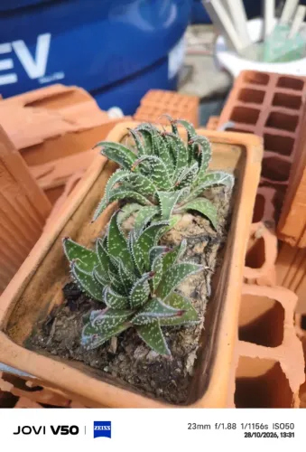 MUDA DE ALOE HIBRIDA SUCULENTA RARA