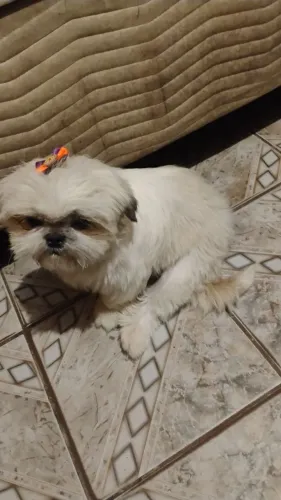 Shitzu fêmea 1ano