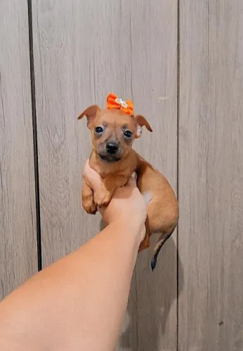 PINSCHER ANÃOZINHA 550 REAIS 