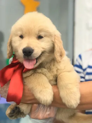 Golden Retriever com Pedigree e Vacinação Inicial