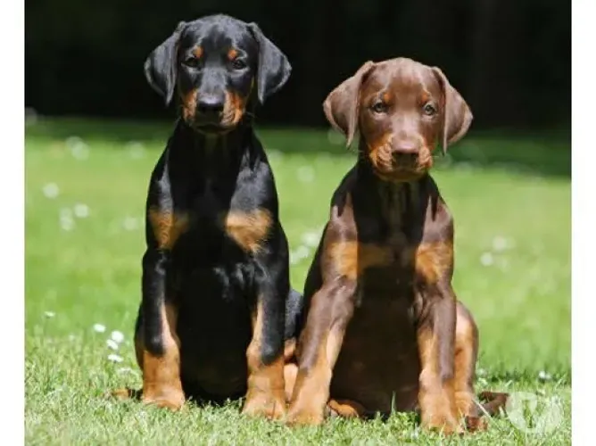 Doberman 
