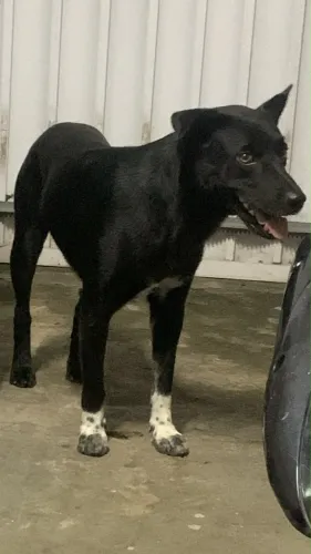 Cachorrinho para adoção