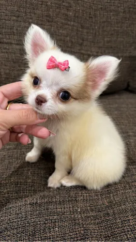 Filhote Branca-creme com pedigree, microchip e garantias.