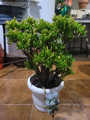 Crassula ovata 'Gollum' (orelha-de-shrek)