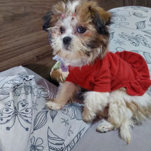 Linda fêmea de shihtzu disponível