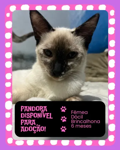 gatinha para adoção