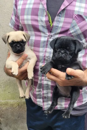 Lindos filhotes de pug 1200rs