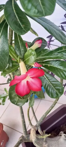 Rosa do Deserto (Adenium obesum) adulta - caudex grande + vaso