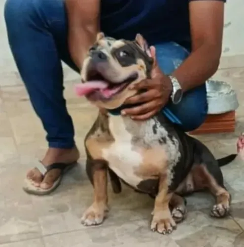Filhote lindos 