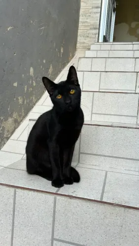 Doação Gato
