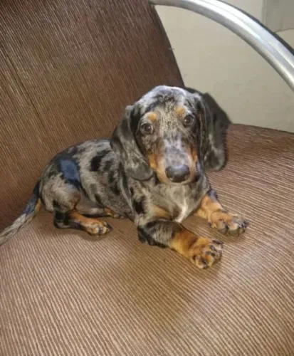 Dachshund para reserva temos varias cores