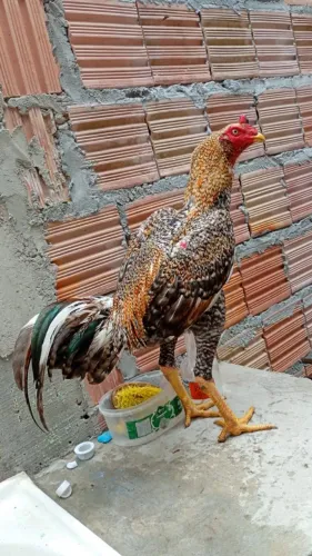 Frango carioca 