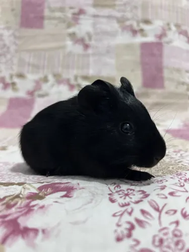 Porquinho da índia