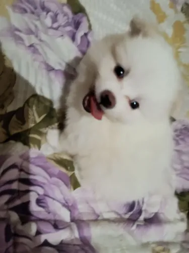 Filhote de lulu pomerana femia reserva já 