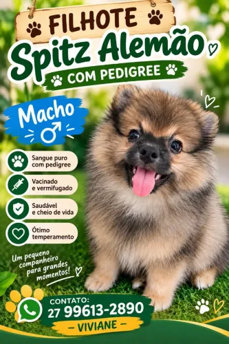 Filhote macho de Sptiz Alemão ( com pedigree)