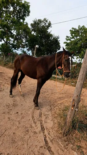 Potra tranquila, macha batida, montada poucas vezes por motivo da idade.