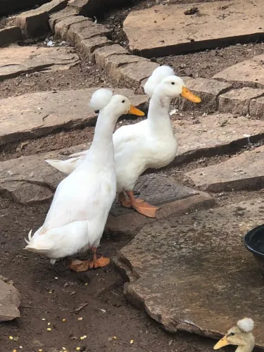 Vendo casal de marrecos pompom
