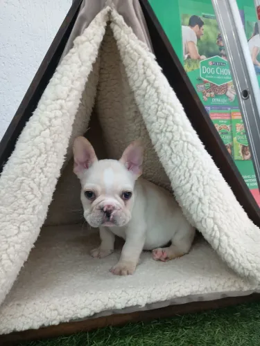 Bulldog francês macho