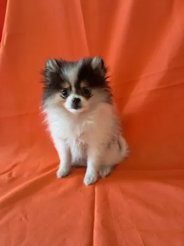 Lulu da pomerania 