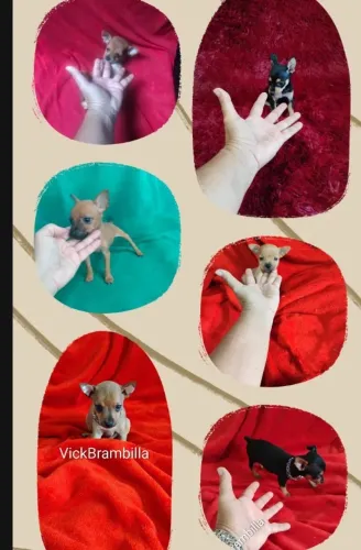 Feminha e machinho filhotinhos de pinscher miniatura zerinho disponíveis.  Pronta entrega.