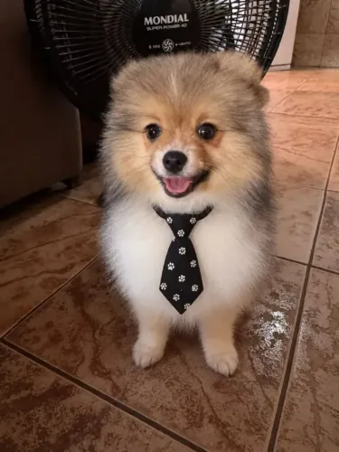 lulu da pomerania castrada e vacinada