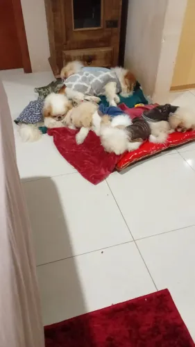 Vendas de Pequineses 5