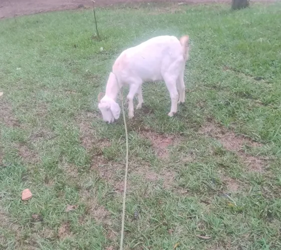 Cabra provavelmente prenha 
