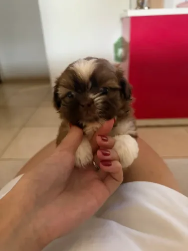 SHIH TZU MINI MACHO