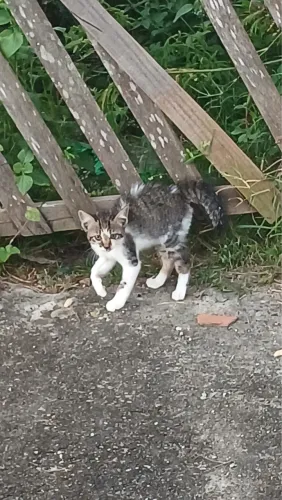 Gato pra adoção