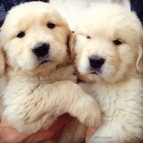 Golden Retriever Presença que suaviza a casa