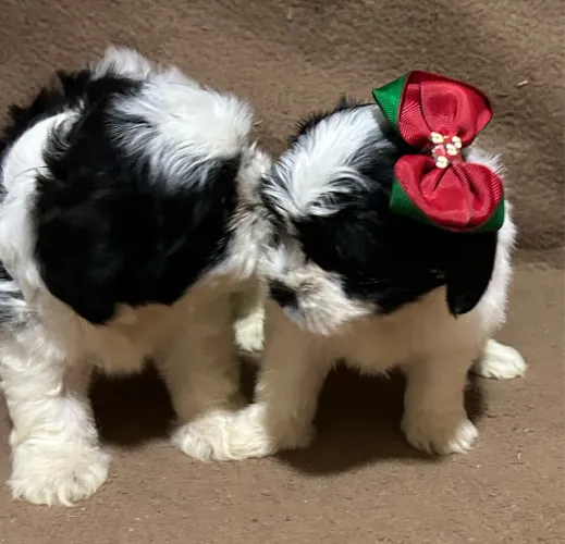 Filhotes de Shihtzu 