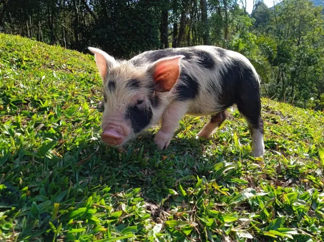 Oportunidade Mini Pig Porquinho Domestico 