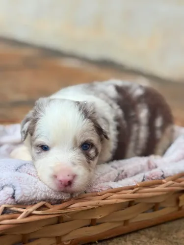 Border Collie Merle