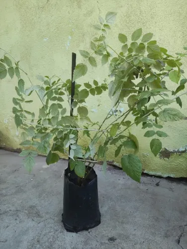 Muda de frutífera framboesa negra com espinhos