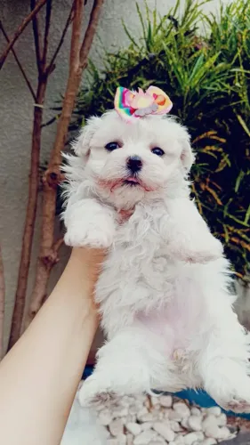 Maltês fêmea mini